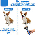 Before and after comparison of a dog with shedding issues using a grooming tool.