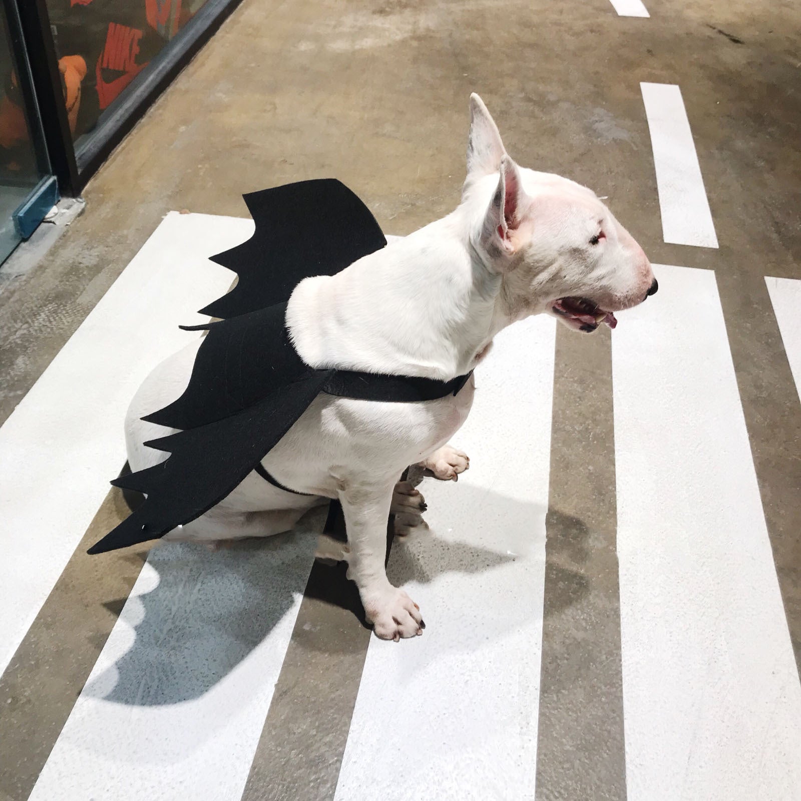 Adjustable Halloween pet bat wings for dogs and cats
