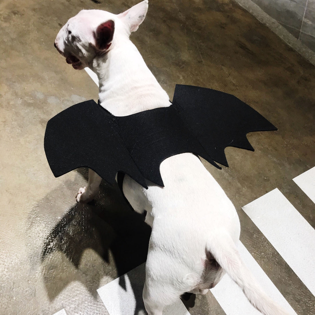 Dog wearing black bat wings Halloween pet costume