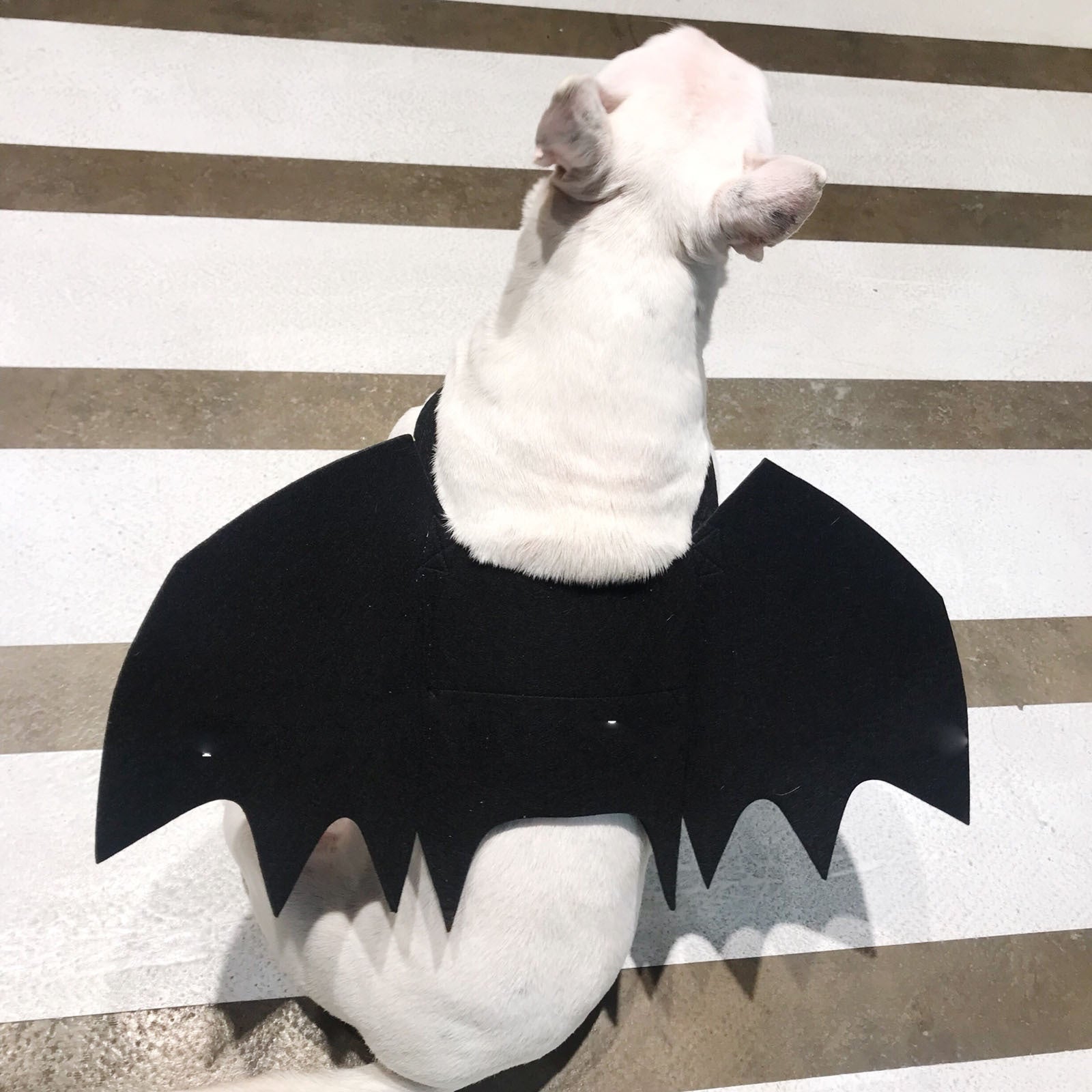 Black cloth bat wings pet accessory for Halloween party