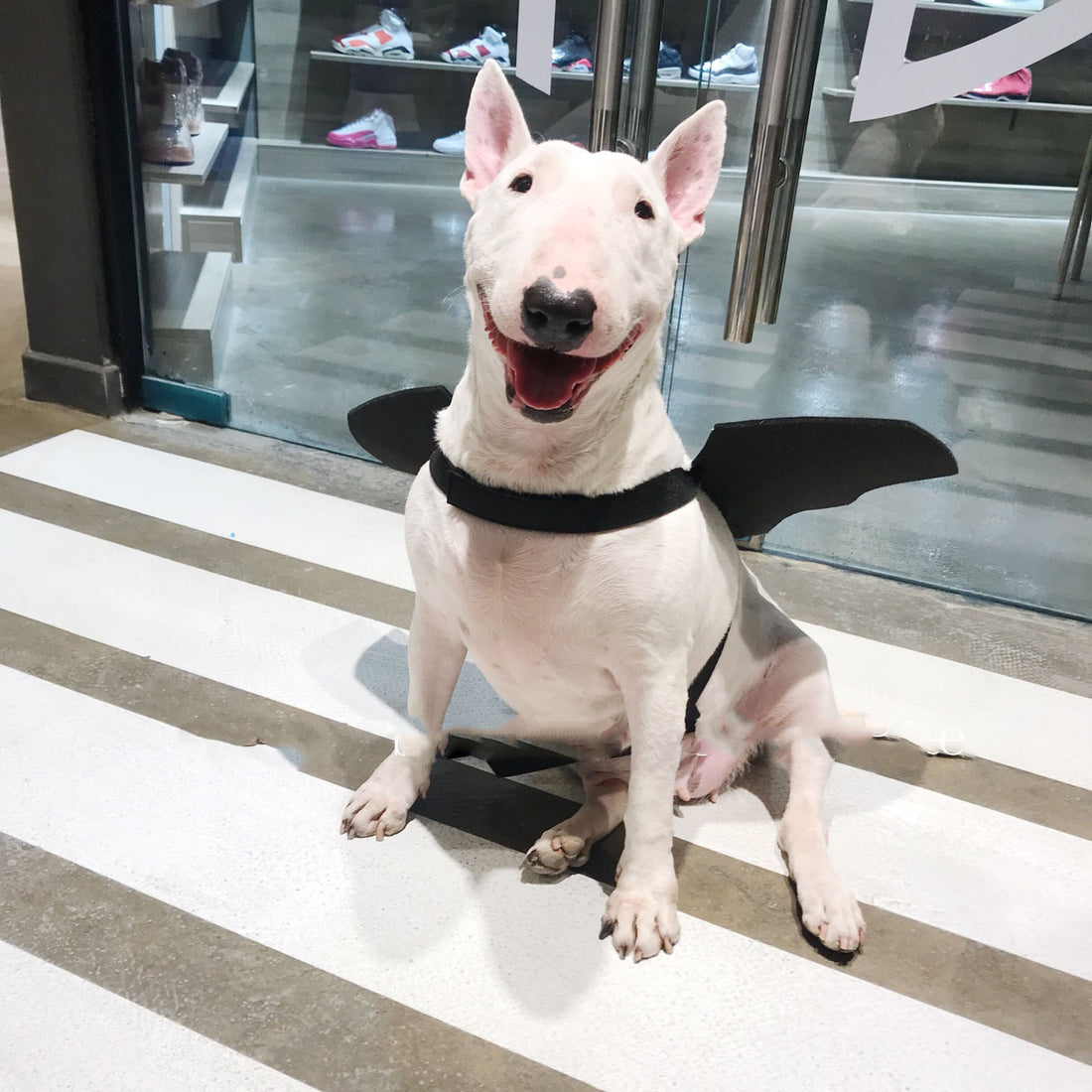 Dog wearing black bat wings Halloween pet costume